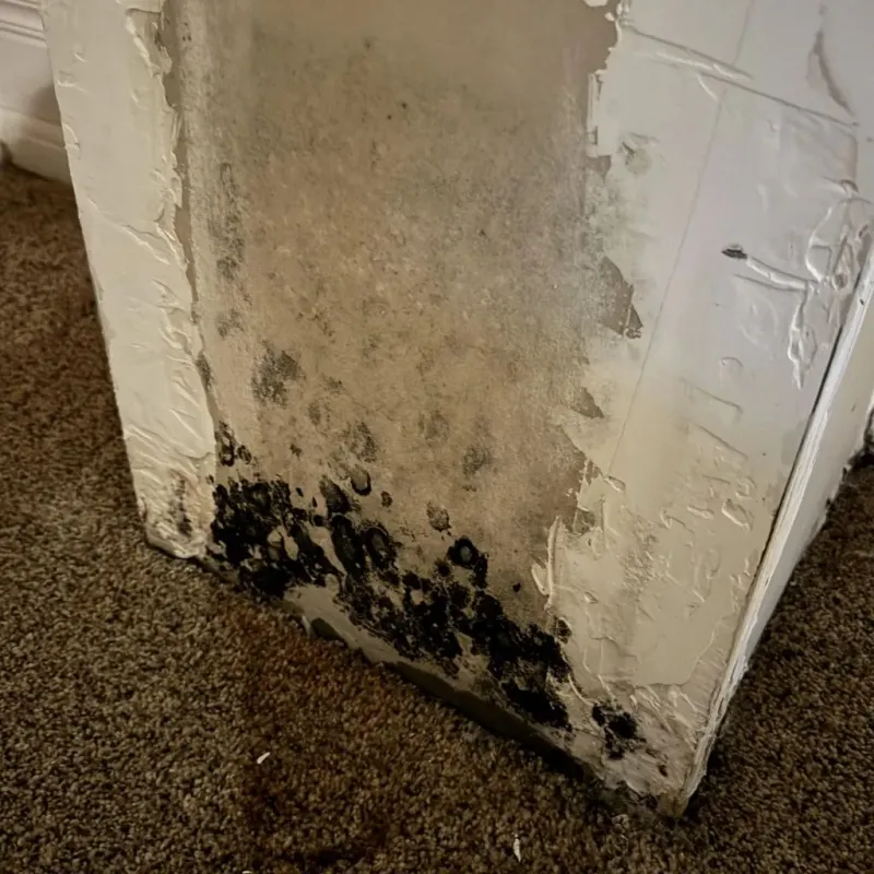 Professional Mold Removal in Blythe, CA